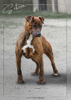 Étalon American Staffordshire Terrier - Sohcra De la Maison d'Este