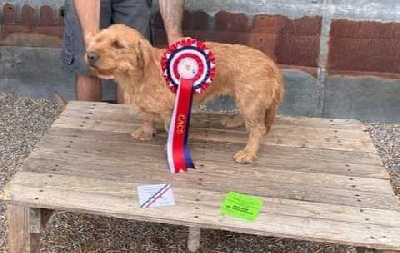 Étalon Basset fauve de Bretagne - Romy (Sans Affixe)