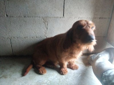 Étalon Basset fauve de Bretagne - Simba de la fontaine du baconnet