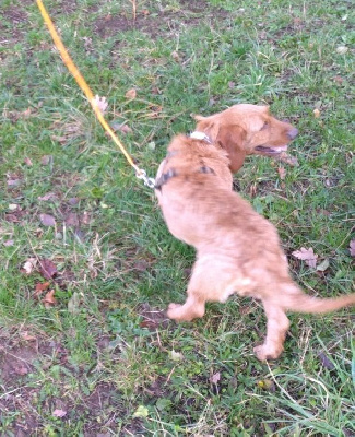 Étalon Basset fauve de Bretagne - Sally (Sans Affixe)