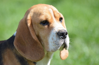 Étalon Beagle - Ruben de l'arche de Riwan