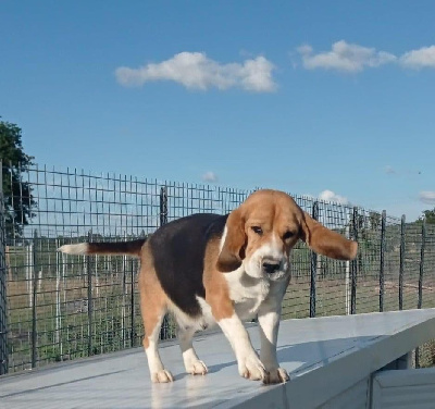 Étalon Beagle - Ratis Du Domaine Des Beagles