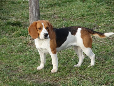 Étalon Beagle - Reese Du Domaine De Combres