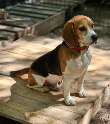 Étalon Beagle - Puffy (pardi) dog'n'tattoo