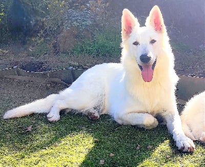 Étalon Berger Blanc Suisse - Shania De La Légende De Calypsone