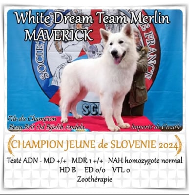 Étalon Berger Blanc Suisse - CH. white dream team Merlin maverick