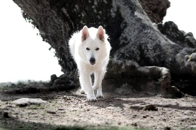 Étalon Berger Blanc Suisse - Slowly siska dream Des Traces De Loup