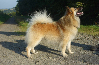 Étalon Berger islandais - Snjor skirnir Kyuden Kitsune