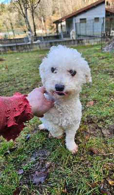 Étalon Bichon Frise - Raleuse du Moulin de Bonneval