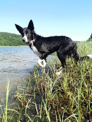 Étalon Border Collie - Saya (Sans Affixe)