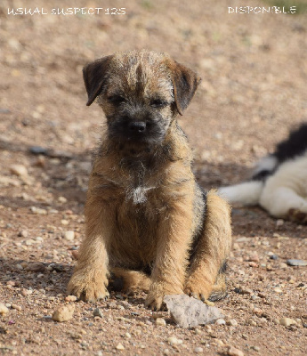Étalon Border Terrier - Uukhoum des Legendes de Retz