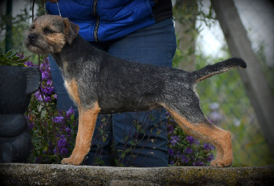 Étalon Border Terrier - gardenring Urban legend