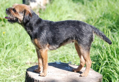 Étalon Border Terrier - Holystone Nam