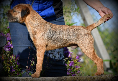 Étalon Border Terrier - Kzar iz tsarinsinkoy ohoty