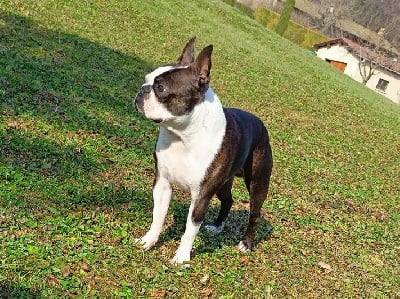 Shelby De La Légende De Tézire