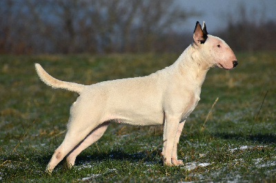 Étalon Bull Terrier - Uguette de l'Empire du Bull