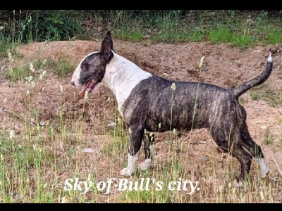 Étalon Bull Terrier - Sky of Bull's city