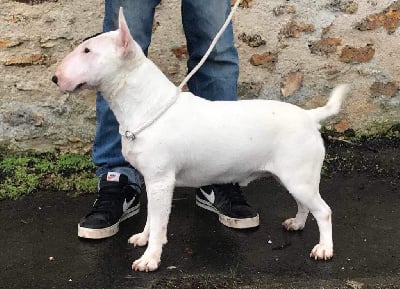 Étalon Bull Terrier Miniature - Saraceni Du Val De Serbonnes