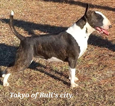 Étalon Bull Terrier - Tokyo of Bull's city