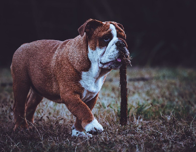 Étalon Bulldog Anglais - U are the rose Des éclats De Cassiopée