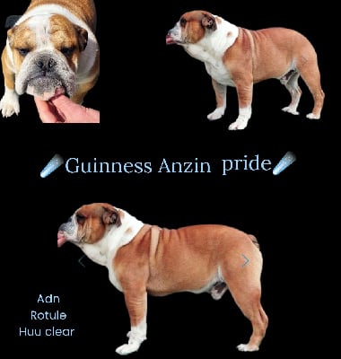 Étalon Bulldog Anglais - Guinness anzin pride