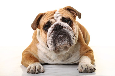 Étalon Bulldog Anglais - Sweet life du Manoir des Jassines