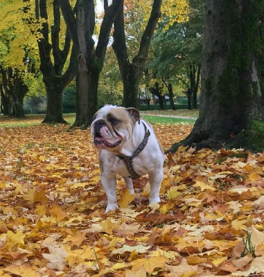 Étalon Bulldog Anglais - Le Royaume Des Bulls Chauco Simone