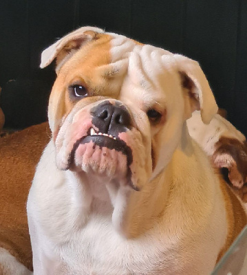 Étalon Bulldog Anglais - Dreamlander Treat prank witdit ernestine