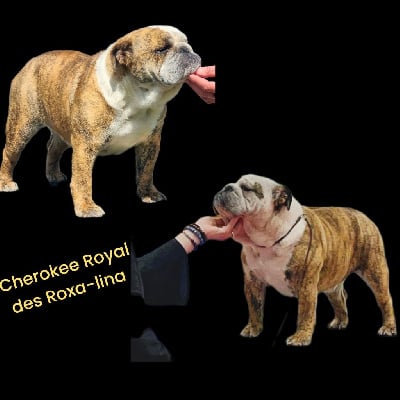 Étalon Bulldog Anglais - Sherokee royal des Roxa-Lina