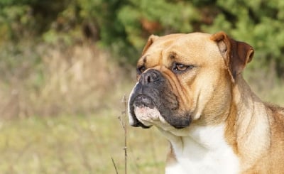 Étalon Bulldog continental - True beauty du val de gloire