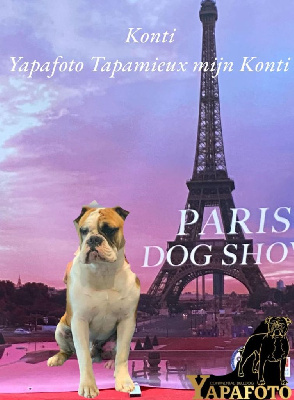 Étalon Bulldog continental - CH. Yapafoto Tapamieux mijn konti