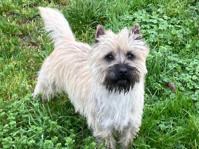 Étalon Cairn Terrier - Tagart De La Bergerie Warren