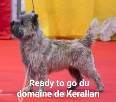 Étalon Cairn Terrier - Ready to go du domaine de kerallan