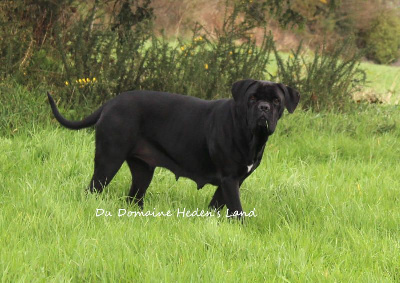 Étalon Cane Corso - Olga (Sans Affixe)