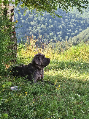 Étalon Cane Corso - Soka dite shelby Des Seigneurs De Sparte