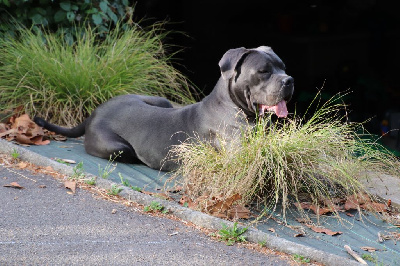 Étalon Cane Corso - S'boss Des Seigneurs De Sparte