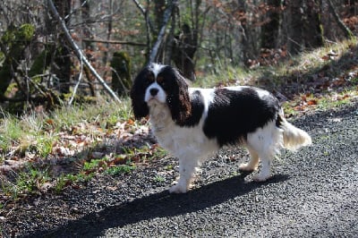 Étalon Cavalier King Charles Spaniel - Ursula Des Perles Du Phénix