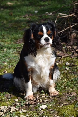 Étalon Cavalier King Charles Spaniel - Ultime chance Du Repère Des Poilus