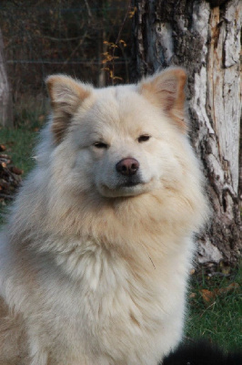 Étalon Chien finnois de Laponie - So special shuri du puy du soleil