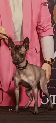 Étalon Chien nu mexicain - (Sans Affixe) Sine metu gloria