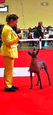 Étalon Chien nu mexicain - CH. Yankee dream of coffee (Sans Affixe)