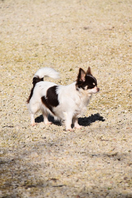 Étalon Chihuahua - Scarlett des Brumes de Rhodanie