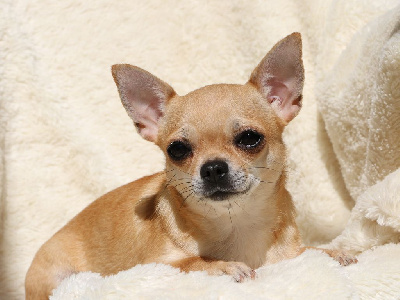 Étalon Chihuahua - Voxel Ux Sheila