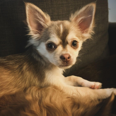 Étalon Chihuahua - Uriel charlie Du Fjord D’Oslo