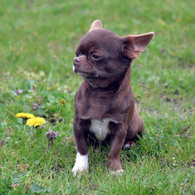 Étalon Chihuahua - Empathy fulstar