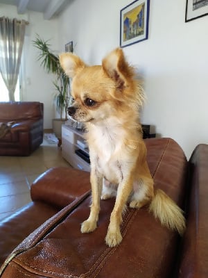 Étalon Chihuahua - Twixy Des Minis Trésors