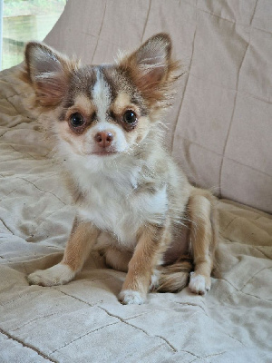 Étalon Chihuahua - U're lunafreya des Louveteaux De Nasca