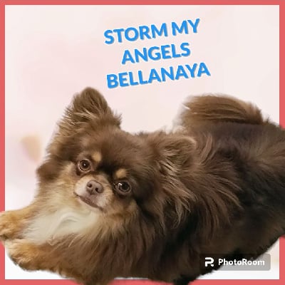 Étalon Chihuahua - Storm my angels bellanaya