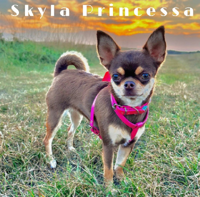 Étalon Chihuahua - Skyla princessa (Sans Affixe)