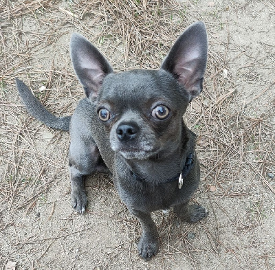 Étalon Chihuahua - Tao de l'ecrin des joyaux
